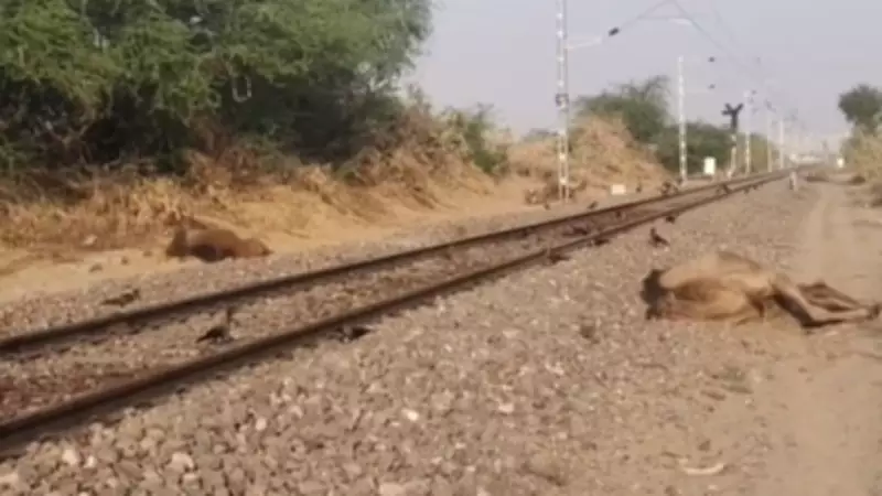 Six Camels Killed by Train in Jaisalmer, Rajasthan; Herders Demand Action