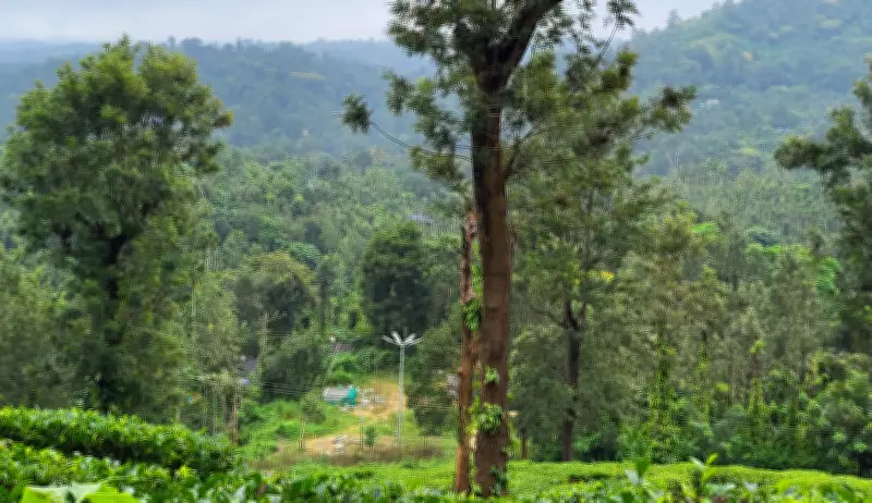 Six-Decade Tamil Nadu Policy Paralysis Fuels Elephant Corridor Encroachments in Nilgiris