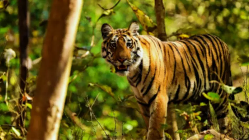 Six Living Tiger Subspecies: Where to Spot Them in Their Natural Habitats
