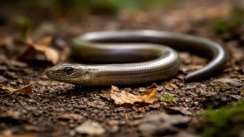Slow Worms vs Snakes: Key Differences Between Legless Lizards and Serpents