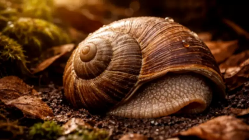 Snails' Remarkable Survival: The Truth Behind Their Years-Long Dormancy
