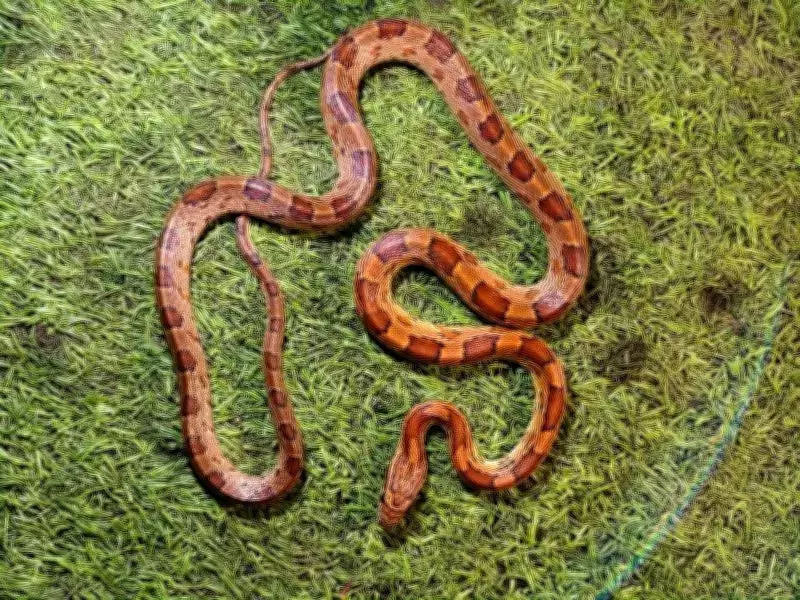Snake Sighting Sparks Brief Panic at Fatehabad School, Rescuer Safely Captures Reptile