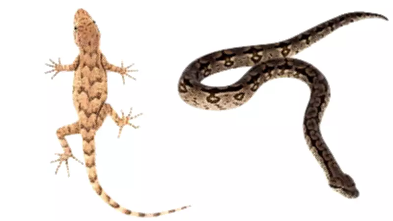 Snakes and Lizards: Evolutionary Cousins Revealed Through Science