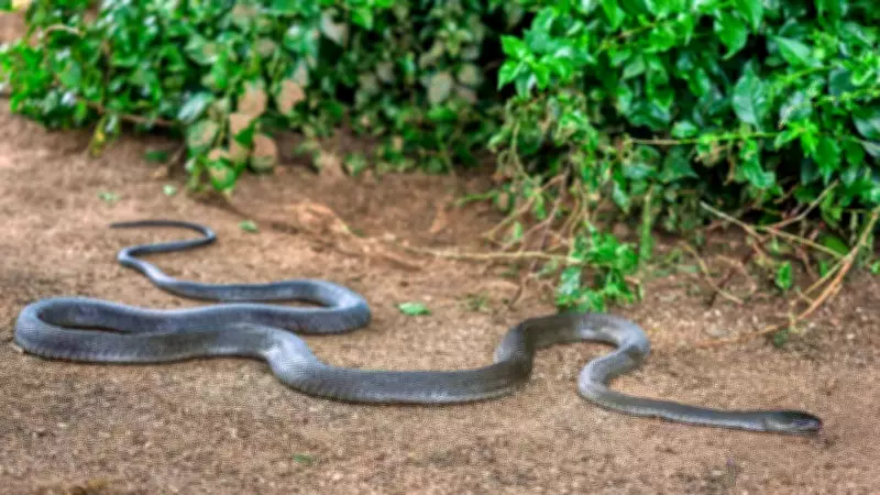 Snakes in Your Garden: Unseen Neighbors and How to Spot Them