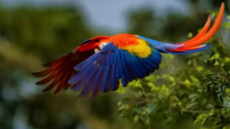 South America: The Bird Continent's Unmatched Avian Diversity and Vital Role