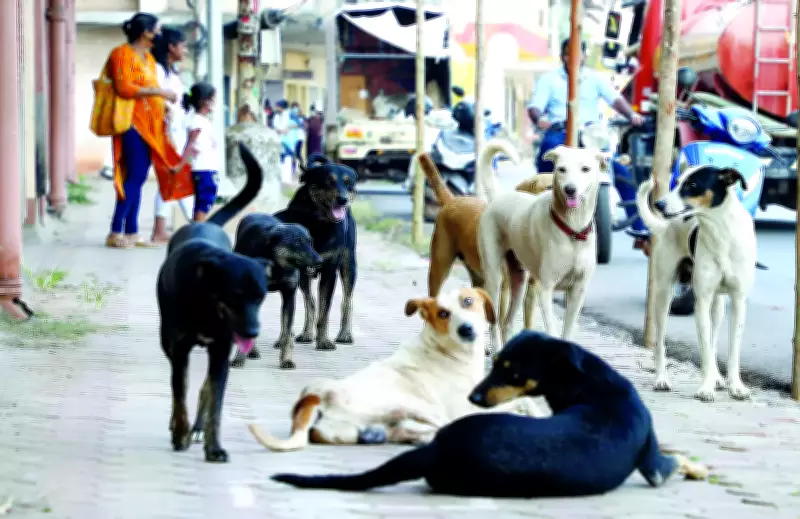 South Goa Intensifies Rabies Surveillance Amid Rising Cases in Karnataka's Karwar