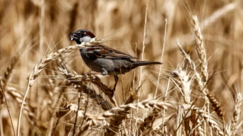 Sparrow Population Plummets 50% Across India's Urban and Rural Areas