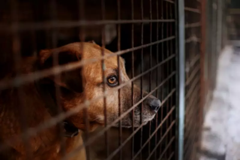 SPCA Admits to Feeding Dogs Less Than Two Eggs Daily in High Court
