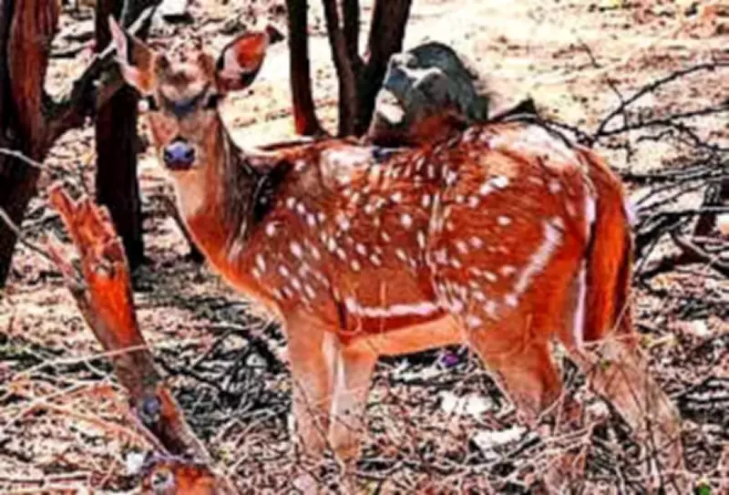 Spotted Deer Found Dead Near Chirkunda Road, Forest Department Investigates
