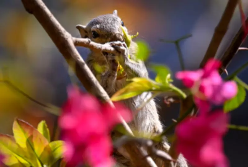 Spring's Slow Arrival in North India Amid Persistent Rain and Snowfall