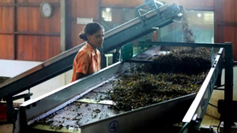 Sri Lanka's Tea Industry Loses $10 Million Weekly Due to Middle East Conflict
