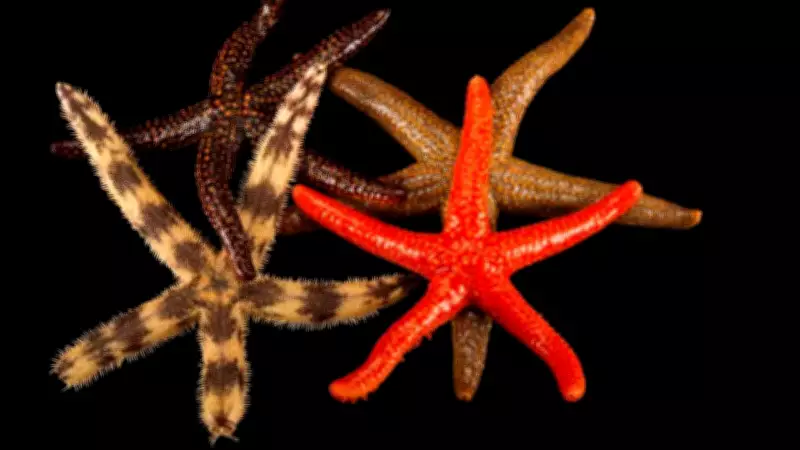 Starfish: The Marine Marvel That Thrives Without Blood in Its Body