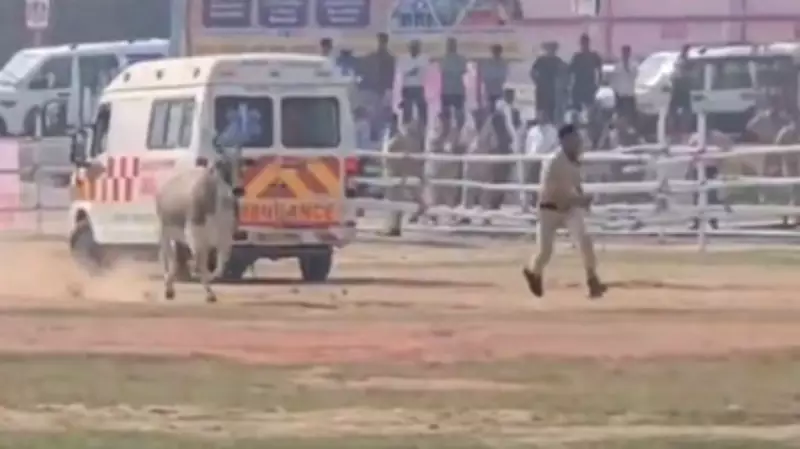 Stray Bull Disrupts Bihar CM's Helipad, Chases Police Officer Before Arrival