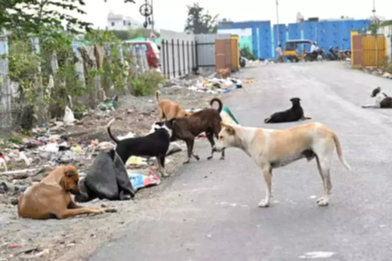 Stray Dog Attack in Namakkal Leaves Woman Injured, Sparks Local Concern