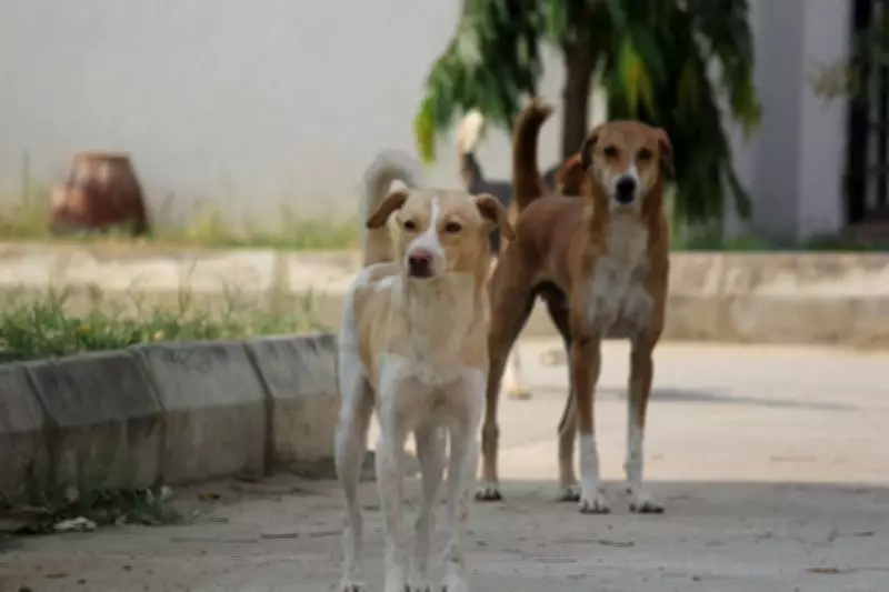 Stray Dog Attack Kills 15 Deer at Chhattisgarh Animal Rescue Centre