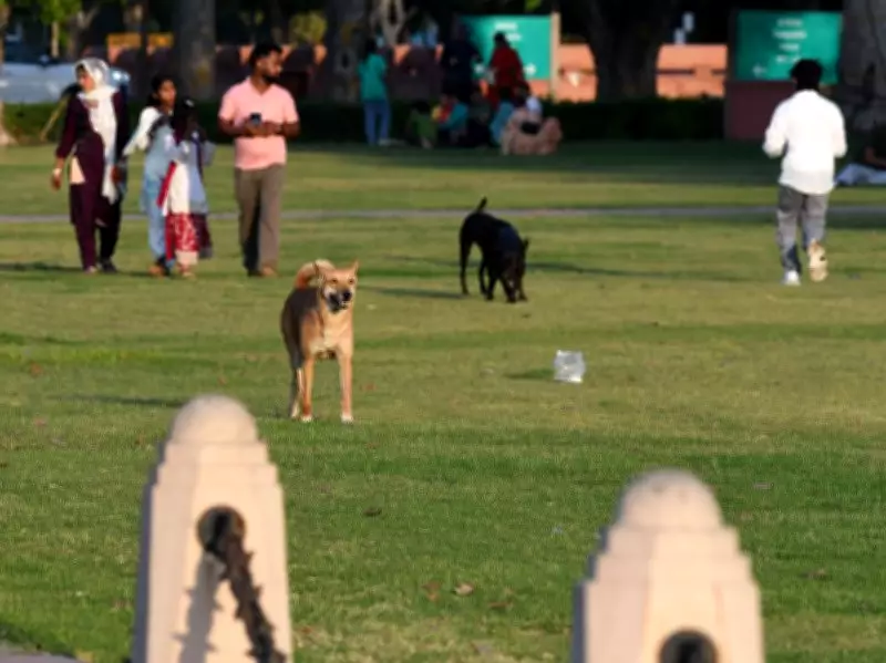 Stray Dog Management Takes Center Stage Ahead of Delhi Budget Session