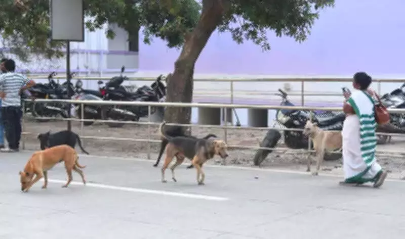 Stray Dog Menace at Chhatrapati Sambhajinagar GMCH Disturbs Patients and Staff