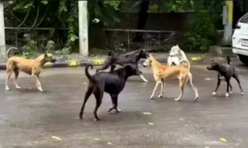 Stray Dog Menace Persists in Chennai's Tambaram Despite Supreme Court Order