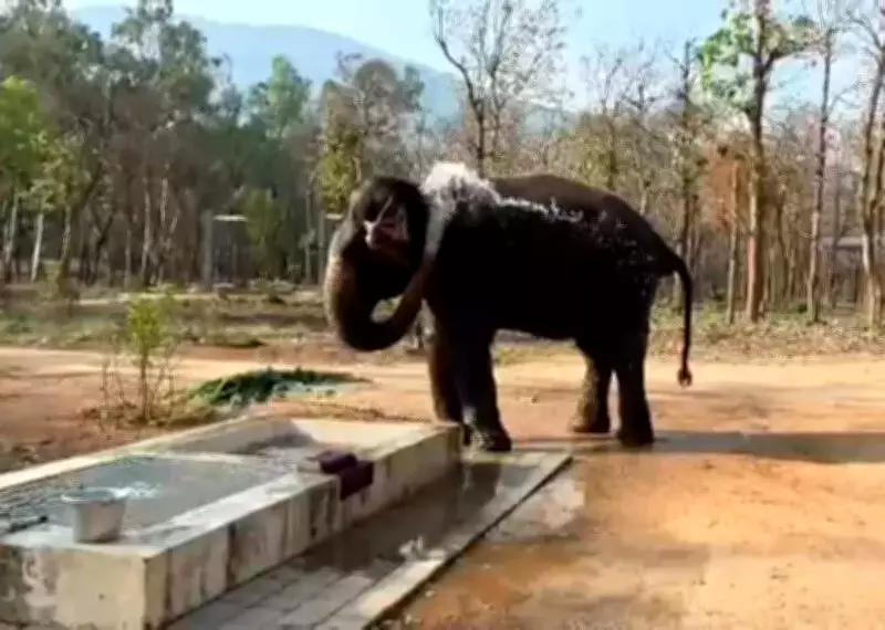 Sumangala the Elephant Joins Chadivayal Camp, Boosting Herd to Four