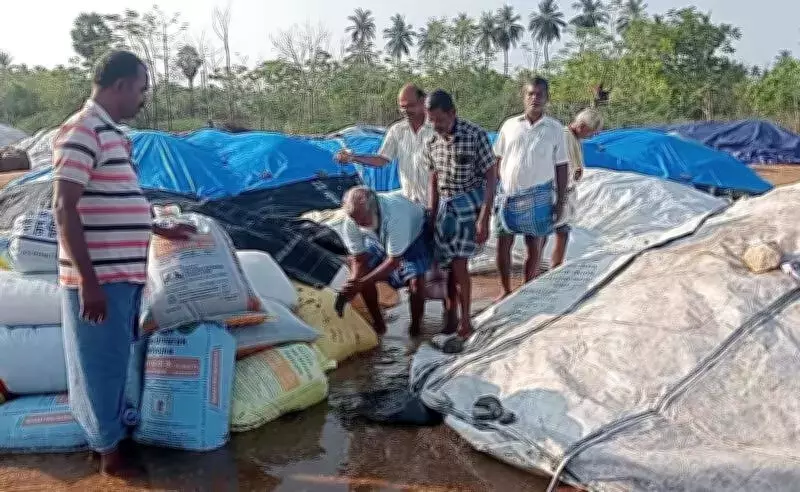 Summer Rains Disrupt Final Paddy Procurement in Trichy, Delta Districts