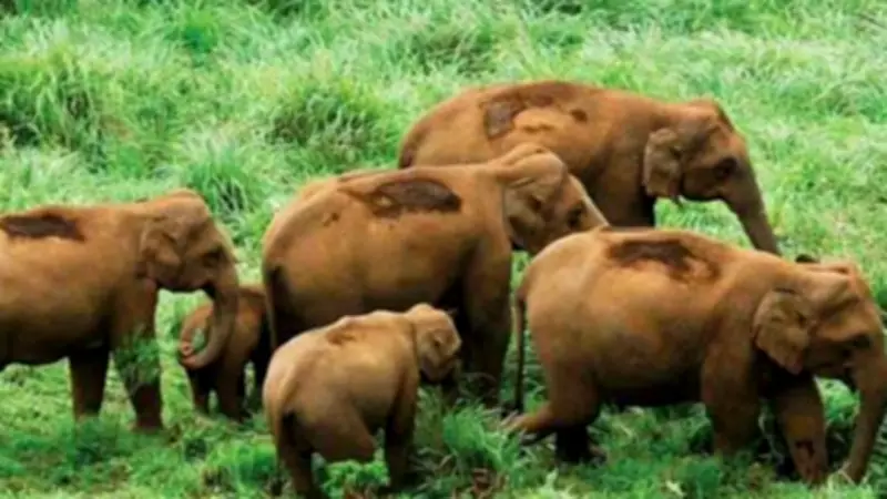 Sunabeda Wildlife Sanctuary Revives as Maoist Influence Recedes Ahead of Deadline