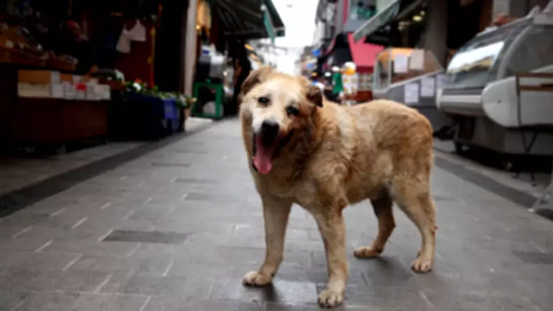 Supreme Court Seeks Centre's Response on Plea Challenging Animal Custody Rule