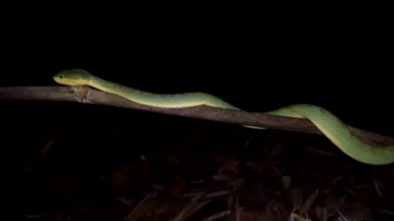 Surat Study Reveals Bamboo Pit Vipers' Remarkable Loyalty to Specific Perches in Dang Forests