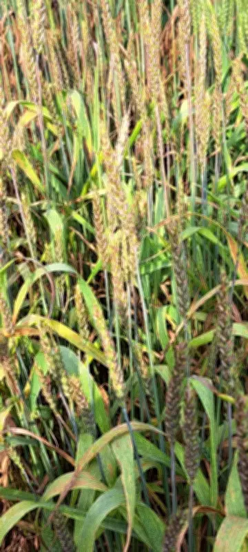 Surjewala Slams BJP's 'Tughlaqi' Wheat Procurement Order, Says Farmers Oppressed