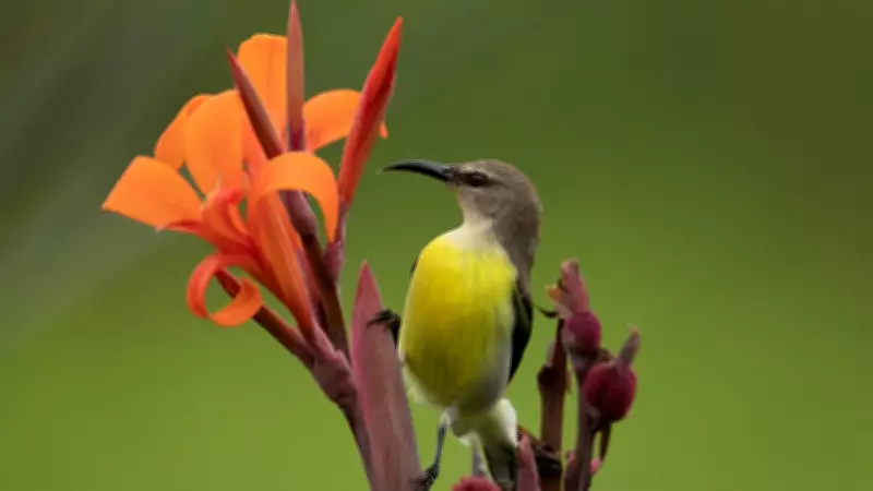 Tamarind Harvest Unites Karnataka Village in Seasonal Economic Shift