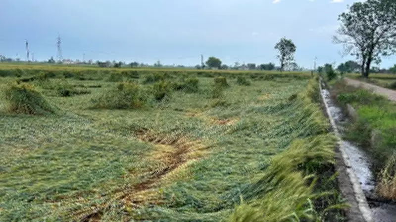 Tarn Taran Farmers Welcome Rain but Fear Thunderstorm Damage to Wheat Crops