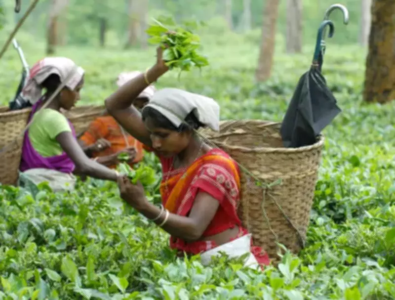 Tea Board Launches 'Tea Mark' Certification to Boost Quality & Marketing