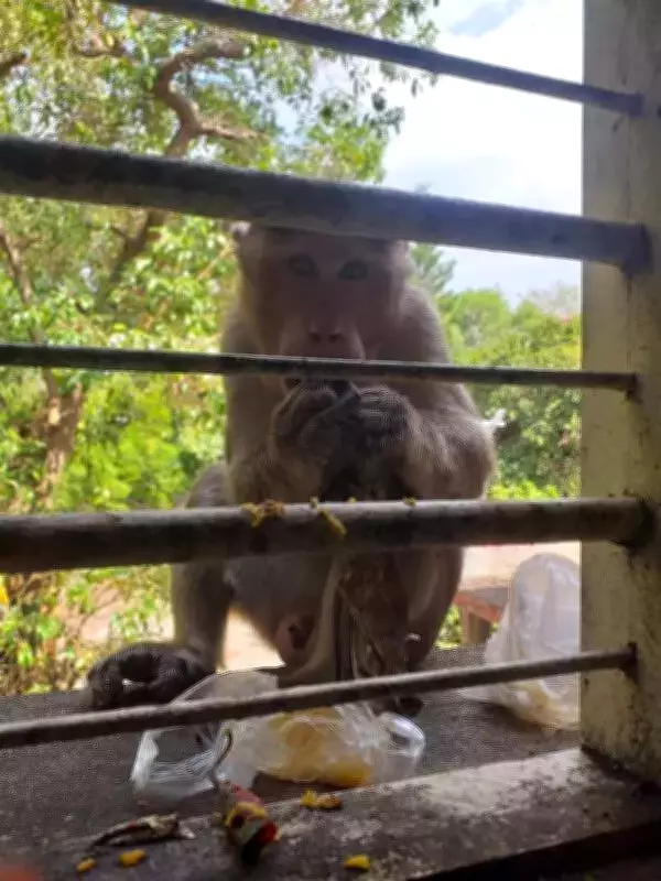 Tenkasi Forest Division Launches Crackdown on Monkey Feeding in Courtallam