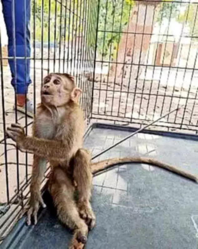 Thane Wildlife Horror: More Bonnet Macaques Shot with Arrows, Forest Dept Acts