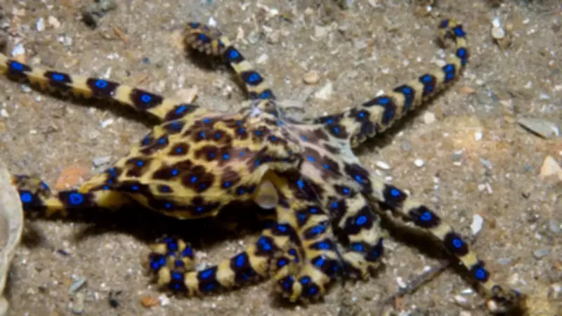 The Blue-Ringed Octopus: A Tiny but Lethal Marvel of the Sea