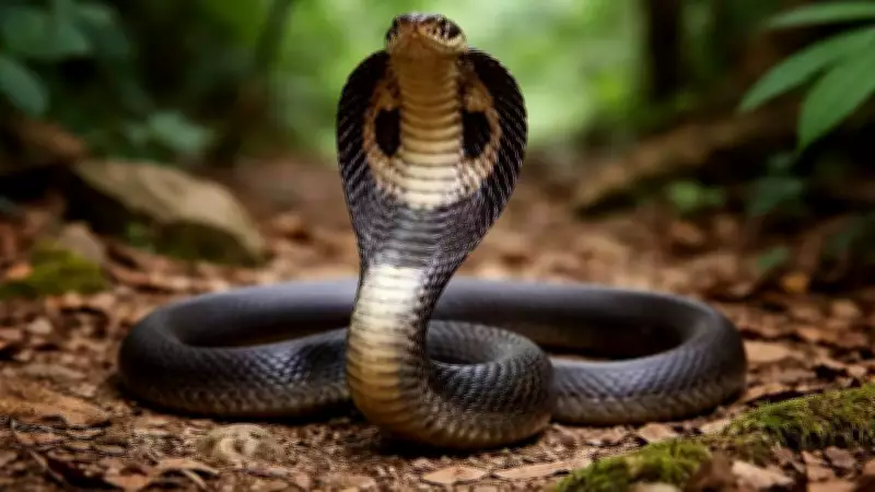 The Chinese Cobra: A Vital Yet Vulnerable Predator of East Asia