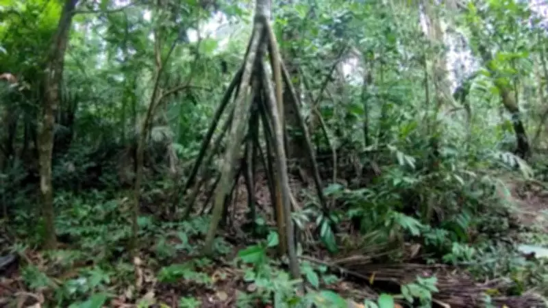 The 'Walking Tree' Myth: How a Palm's Roots Create an Illusion of Movement