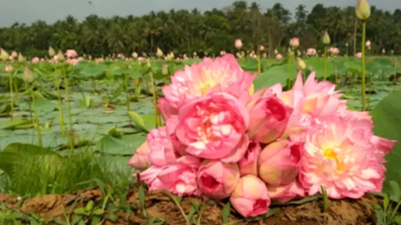 Thirunavaya Lotus: A Symbol of Kerala's Communal Harmony