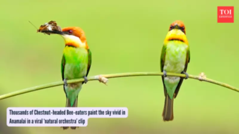 Thousands of Chestnut-Headed Bee-Eaters Create 'Natural Orchestra' in Tamil Nadu