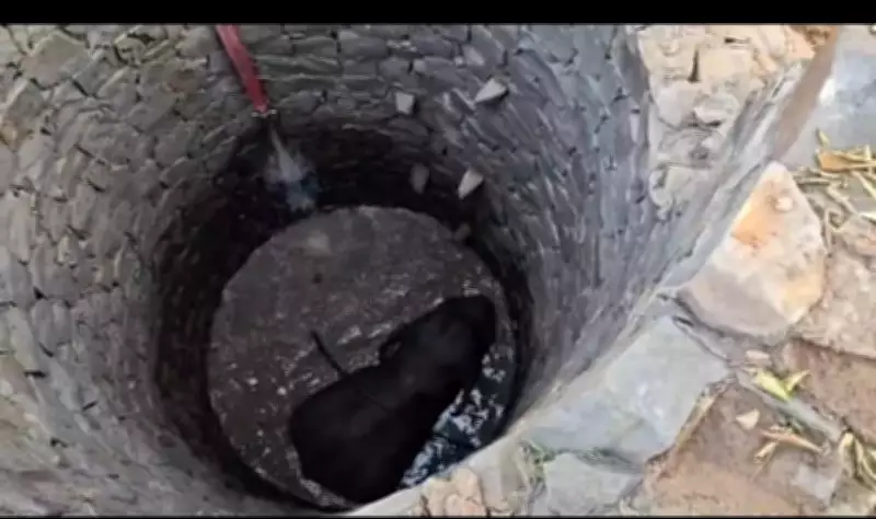 Three-Hour Rescue Operation Saves Elephant Trapped in 30-Foot Well in Odisha