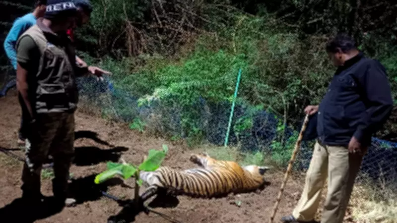 Tiger Electrocuted in Karnataka's Bandipur Buffer Zone, Conservation Concerns Rise