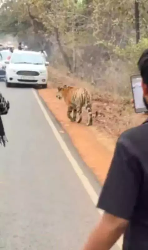 Tiger Harassed by Crowd in Tadoba Reserve, Forest Offence Registered