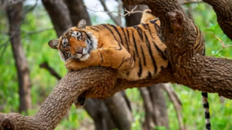 Tiger Poisoned Near Satpura Reserve in Madhya Pradesh, Five Suspects Arrested