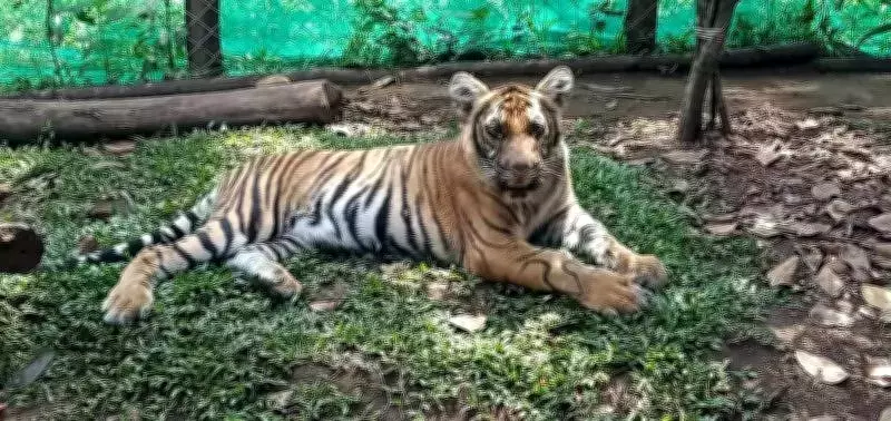 Tigress Mangala Moved to Zoo for Treatment After Failed Rewilding Attempt