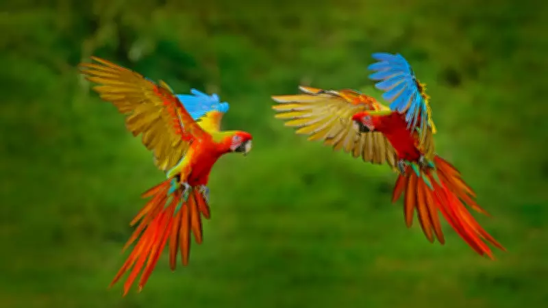Top 10 Countries with Highest Bird Species: India Ranks 9th Globally