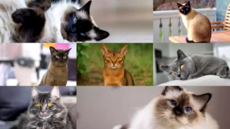 Top Cat Breeds for Families with Children: A Comprehensive Guide