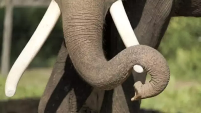 Tragic Elephant Attack Claims Woman's Life in Karnataka's Kodagu District