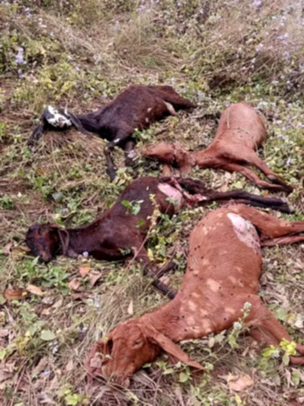 Tragic Train Accident in Una Claims Lives of Nearly 50 Sheep and Goats