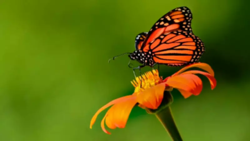 Transform Your Balcony into a Bird & Butterfly Sanctuary: 6 Proven Methods
