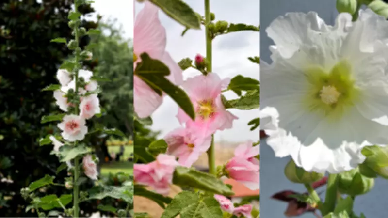 Transform Your Summer Garden with Vibrant Hollyhocks: A Complete Guide