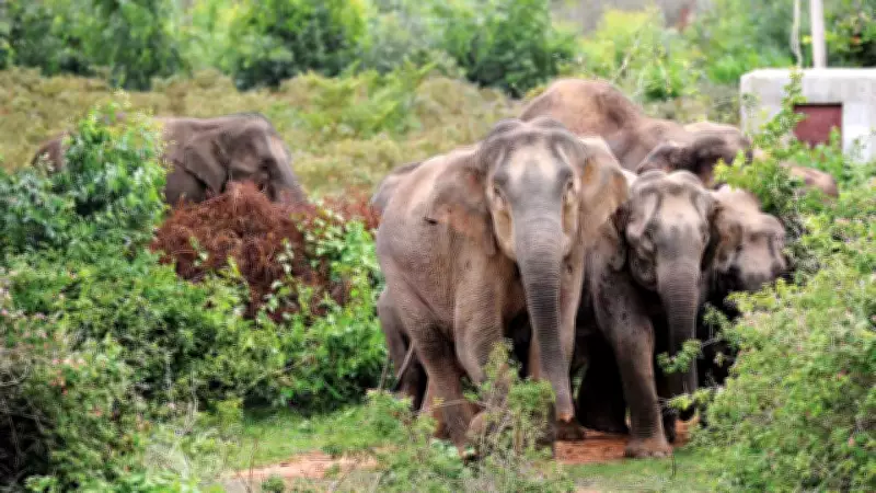 Tribal Man Killed by Elephant in Latehar, Train Traffic Halted